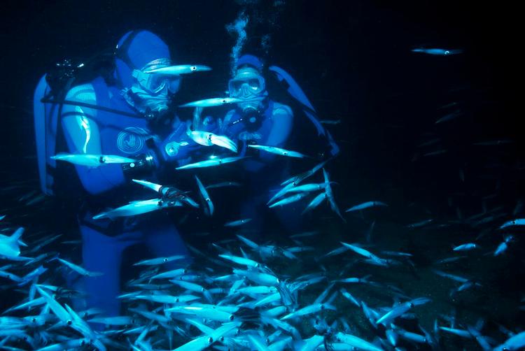 Fascinerende. Filmen 'Det forunderlige Ocean' der varer ca. 55 minutter, er en redigering af i alt 500 timers undervandsoptagelser fra bl.a. Fiji, Bahamas, Californien og Bimini Islands. 