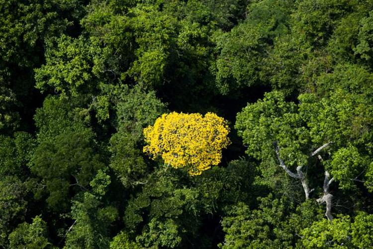 Grønt. Den brasilianske regnskov i Amazonas er afgørende for klodens CO2-niveua. 