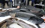 VELSMAGENDE. Alaskasej er en en populær spisefisk, og i 1990 udløste det massivt overfiskeri i det såkaldte 'Donut Hole' mellem USA og Rusland. Her ses fisken på en fiskerimesse i Tyskland. 