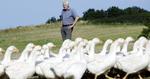 gåsemanden. Laurids Siig Christensen begyndte i det små med tre gæs. Nu er der 3.000, som udgør landets største produktion af økologiske gæs. 