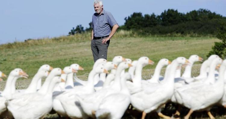 gåsemanden. Laurids Siig Christensen begyndte i det små med tre gæs. Nu er der 3.000, som udgør landets største produktion af økologiske gæs. 