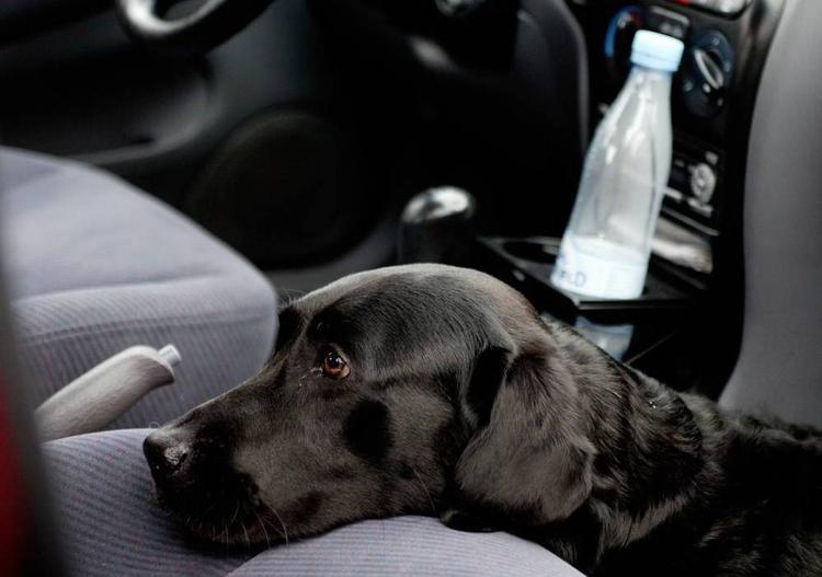 hedeslag. Alle dyr skal ud af bilen, inden den stilles i solen, og at åbne vinduerne på klem har ingen effekt, lyder advarslen fra FDM. 