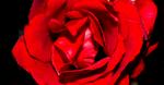- Roser - FOLKVER PER
