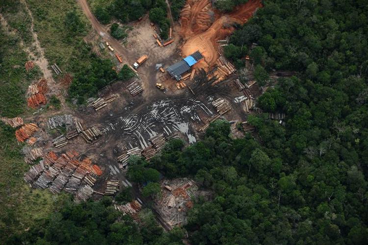 Savværk. Træ fra mange forskellige skovejendomme kan blive blandet sammen på savværket, hviolket gør det umuligt at spore træets sande oprindelse, siger Greenpeace. 