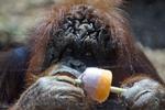 ROM. Dyrene har det også svært i heden. Det tænker de over i Roms zoo. Derfor får denne orangutang en gang frossset mad. 
