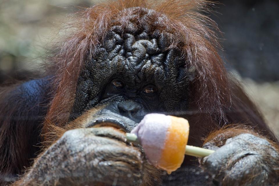 ROM. Dyrene har det også svært i heden. Det tænker de over i Roms zoo. Derfor får denne orangutang en gang frossset mad. 