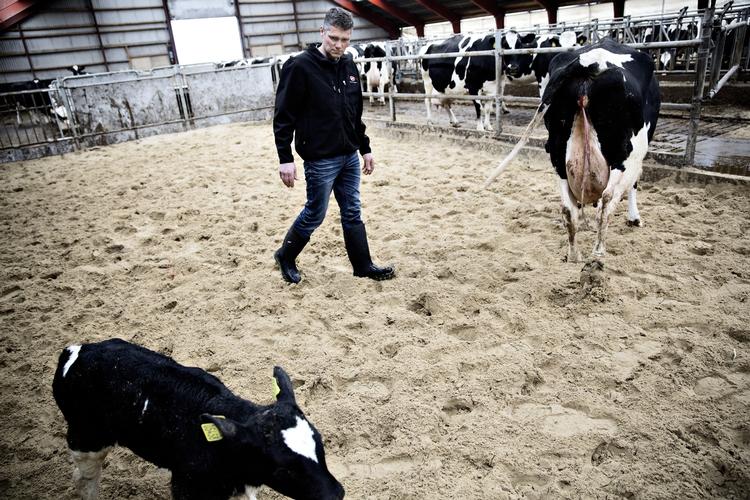 Økomælk. Jørgen Pedersen fra Vildbjerg i Vestjylland leverer økologisk mælk til Thise Mejeri og blev sidste år godkendt til også at levere langtidsholdbar mælk, der skal eksporteres til Kina. 