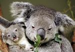 Nationalikon. Koalaen er symbol på Australien. Den er en kræsen herre- eller dame og spiser kun den giftige plante eukalyptus. 