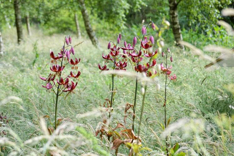 TRIVSEL. Martagonliljerne, der blev plantet ud for fem år siden, står og strutter i det blomstrende fløjlsgræs. 