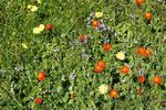 Blomsterflor. På den magreste jord står den orange pomeranshøgeskæg sammen med almindelig gul høgeskæg og blå ærenpris. Privatfoto 