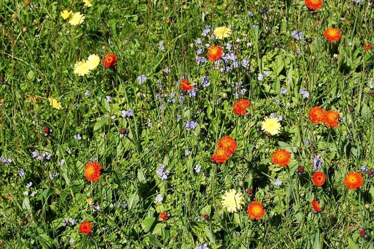 Blomsterflor. På den magreste jord står den orange pomeranshøgeskæg sammen med almindelig gul høgeskæg og blå ærenpris. Privatfoto 
