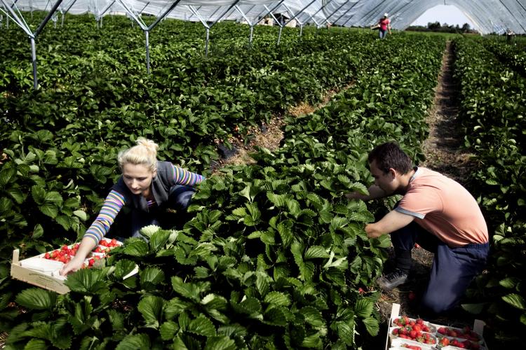 VELFÆRDSTURISME. Sidste år var debatten om børnecheckken et ophedet emne. Kritikere kaldte EU-borgernes ret for 'velfærdsturisme'. 