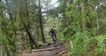 Attraktion. På mountainbike-ruten i Svinkløv Klitplantage i Nordvestjylland kommer cykelturister til fra nær og fjern. 