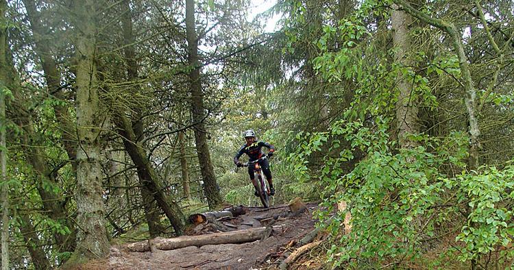 Attraktion. På mountainbike-ruten i Svinkløv Klitplantage i Nordvestjylland kommer cykelturister til fra nær og fjern. 
