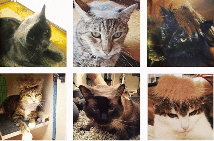 HÅRNET. Den helt store trend på nettet i denne uge gik ud over kattene, der pludselig skulle have Donald Trump-hår under hashtagget #TrumpYourCat (Foto: Instagram/Screenshot). 