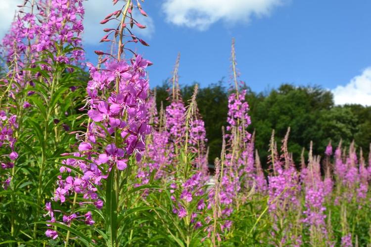 Gederams CC wikipedia Sapin88