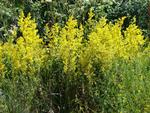 yellow bedstraw wiki CC Tetcu Mircea Rares