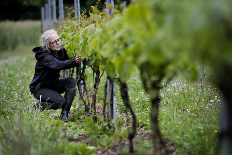 Pleje. Sammen med sin mand passer Nina Frank 4.000 vinstokke på deres vingård. 