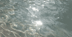 vand-gif_W
