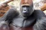 Dødsfald. Samson, der blandt andet har boet i Cameroun, København Zoo og senest i Givskud Zoo er afgået ved døden. Han blev cirka 45 år. 