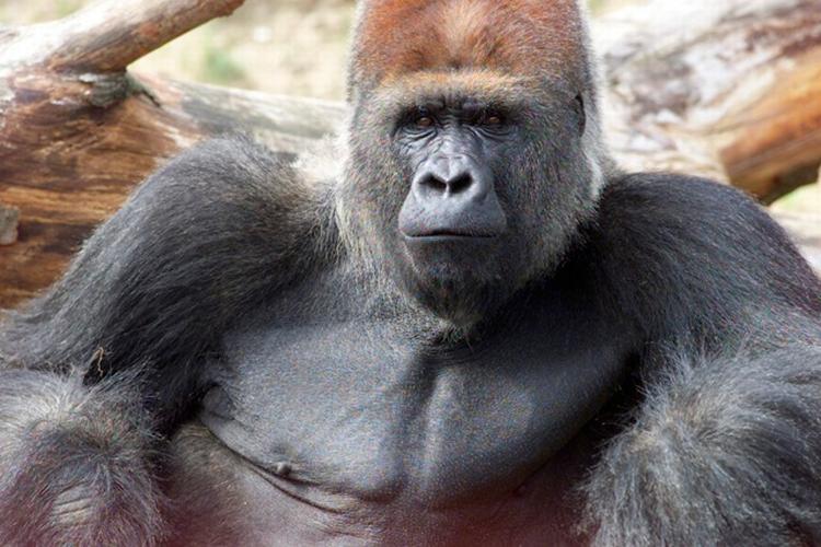 Dødsfald. Samson, der blandt andet har boet i Cameroun, København Zoo og senest i Givskud Zoo er afgået ved døden. Han blev cirka 45 år. 