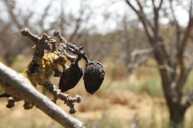 TØRT. Mandler hænger i tørken og visner  i Californien. Farmeren har opgivet at høste dem, da det ikke var muligt at vande afgrøderne. 