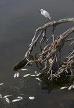 Brazil OLY Rio 2016 Dirty Water