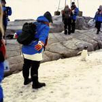 VELKOMST. Goddag, goddag. En turist hilser på en af Antarktis' faste beboere. 