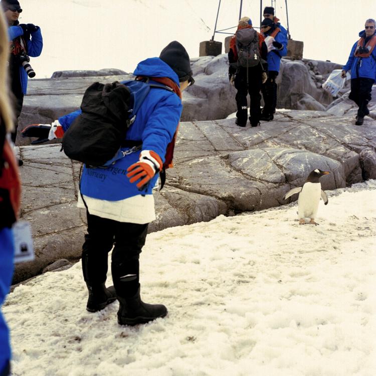 VELKOMST. Goddag, goddag. En turist hilser på en af Antarktis' faste beboere. 