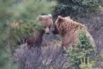 DENALI i Alaska trækker mange besøgende, som skal være på vagt over for parkens faste beboere. Der er en stor bestand af grizzly-bjørne. Derfor skal man altid sørge for at have sin mad pakket godt væk og aldrig vandre alene, Den største risiko er at komme i nærheden af en bjørnemor, der vil gøre alt for at forsvare sine unger. En fotograf blev for nogle år siden dræbt af en bjørn i Denali, og han efterlod selv billeder af angrebet. 