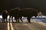 Yellowstone i Montana er farligst i undergrunden. Den dækker en  supervulkan, der kan gå i et voldsomt udbrud. Vulkanens indre sender regelmæssigt hilsener op gennem geysere som f.eks. Old Faithful, der nok er parkens største attraktion. De fritgående bisonokser skal man have respekt for. Fire personer er denne sommer blevet angrebet af dem. »De kan løbe tre gange hurtigere end mennesker og er farlige og uforudsigelige«, advarer parken. 