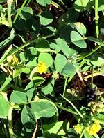 plænen. De små gule blomster ligner almindelig lille gul kløver eller humle-sneglebælg. En uskadelig plante i ærteblomstfamilien, der så lav, at den undgår plæneklipperen. Privatfoto 