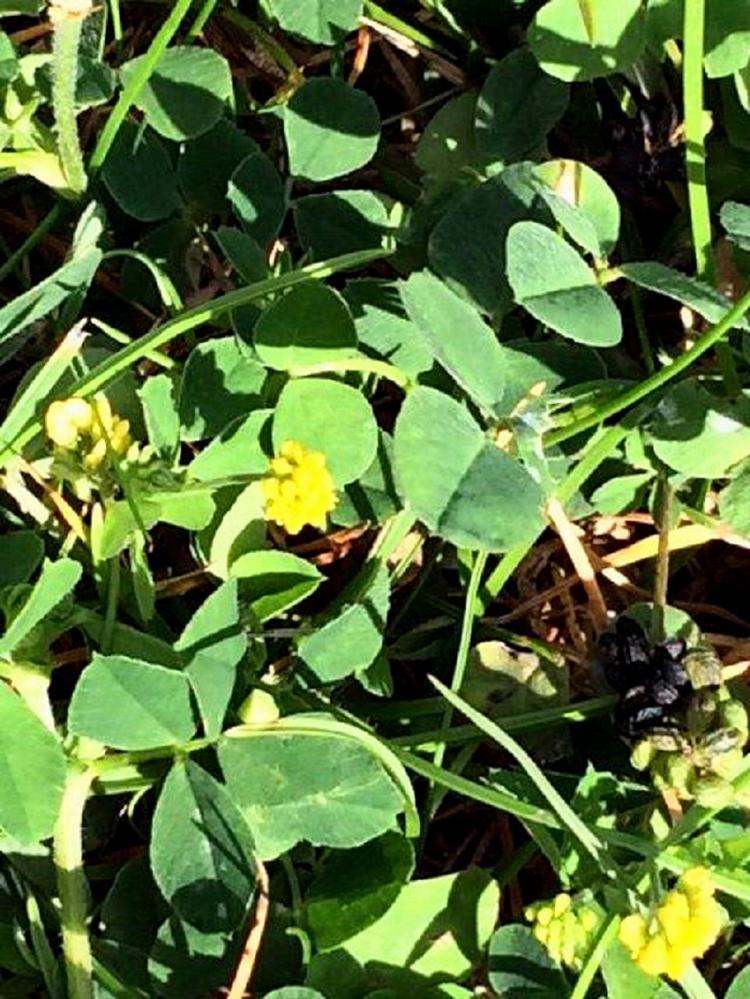 plænen. De små gule blomster ligner almindelig lille gul kløver eller humle-sneglebælg. En uskadelig plante i ærteblomstfamilien, der så lav, at den undgår plæneklipperen. Privatfoto 