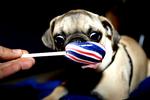Haps. Mange danskere stopfodrer deres hunde ved hele tiden at give dem mad og lækkerier. 