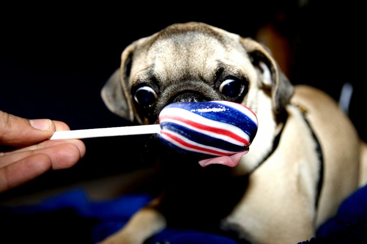 Haps. Mange danskere stopfodrer deres hunde ved hele tiden at give dem mad og lækkerier. 