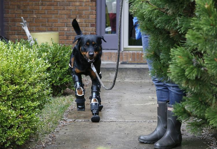 Benproteser. I udlandet begynder flere og flere at undersøge mulighederne for at få lavet benproteser til deres dyr med amputerede lemmer. Også i Danmark er dyreejere generelt villige til at gå længere end tidligere, men hunde med kunstige ben er stadigvæk et sjældent syn i Danmark. 