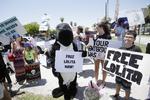KRAV. Demonstranter i Miami kræver, at spækhuggeren Lolita får bedre levevilkår. 