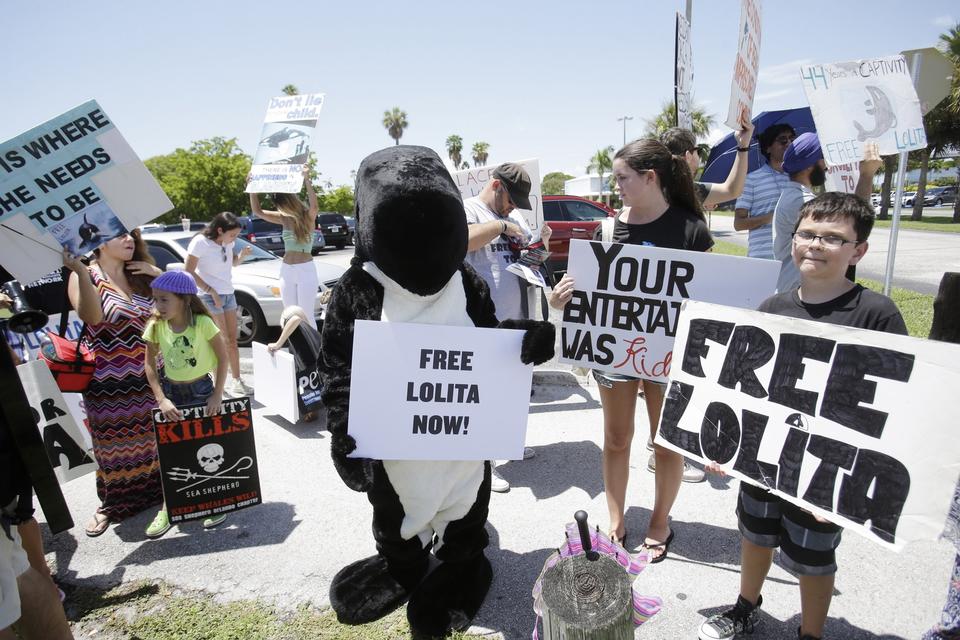 KRAV. Demonstranter i Miami kræver, at spækhuggeren Lolita får bedre levevilkår. 