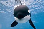 KRITISERET. Sea World bliver også kritiseret for at behandle sine spækhuggere for dårligt.  Denne hval hedder Kalia. 