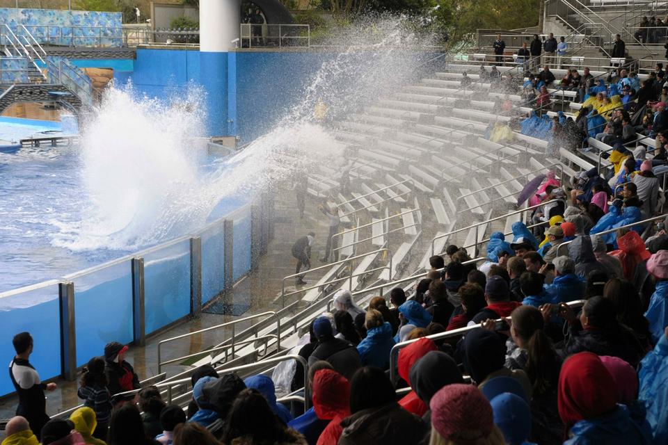 PLASK. Er det hvalernes hævn i Sea World? Et par slag med halen, og tilskuere i 'Soak Zone' bliver gennemblødte. 