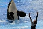 GENKOMST. En træner blev dræbt af en spækhugger i Sea World i 2010. Dette er første optræden efter tragedien. 