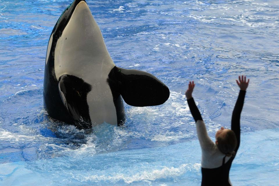 GENKOMST. En træner blev dræbt af en spækhugger i Sea World i 2010. Dette er første optræden efter tragedien. 