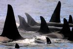 FLOKDYR. Spækhuggere holder sammen hele livet. Her en flok i Puget Sound ud for Seattle i USA. 