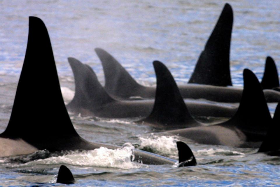 FLOKDYR. Spækhuggere holder sammen hele livet. Her en flok i Puget Sound ud for Seattle i USA. 