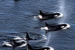 JAGT. En flok spækhuggere er her på fangst ved San Juan Island, Washington, USA 