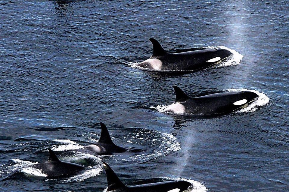 JAGT. En flok spækhuggere er her på fangst ved San Juan Island, Washington, USA 