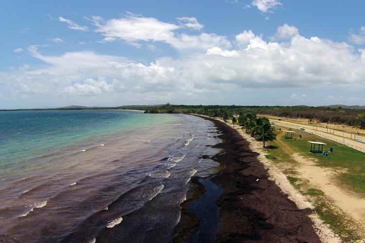 Tangsuppe. Stranden Playa Los Machos i Ceiba, Puerto Rico er hårdt ramt af tang. Billedet er taget lørdag den 8. august. 