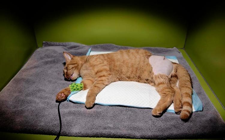 Operation. Katten Tiger i opvågningsrummet. Nu skal den træne for at udvikle et såkaldt pseudoled. Tiger vil have ondt en tid efter operationen, derfor får den smertestillende medicin i rekonvalescensperioden. 