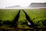 HØJMOSE. St. Vildmose i Nordjylland var oprindelig en stor svamp på næsten 10 km i diameter. I dag bruges den til kartoffeldyrkning, udvinding af pottemuld og til afgræsning. Foto: Lasse Kofod. 