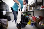 HERRELØS. Her er en herreløs kat blevet hentet og aflivet af Kattenes Værn 
